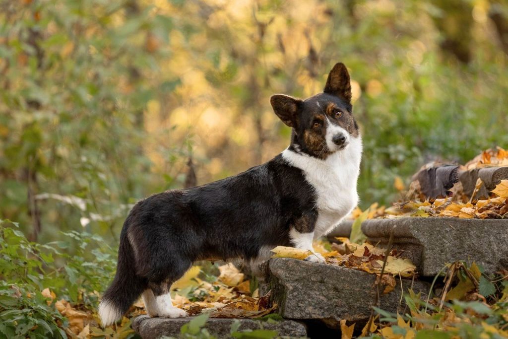 Striking black, white, and brindle Cardigan Welsh Corgi standing proudly on a rustic stone wall in a vibrant autumn setting.