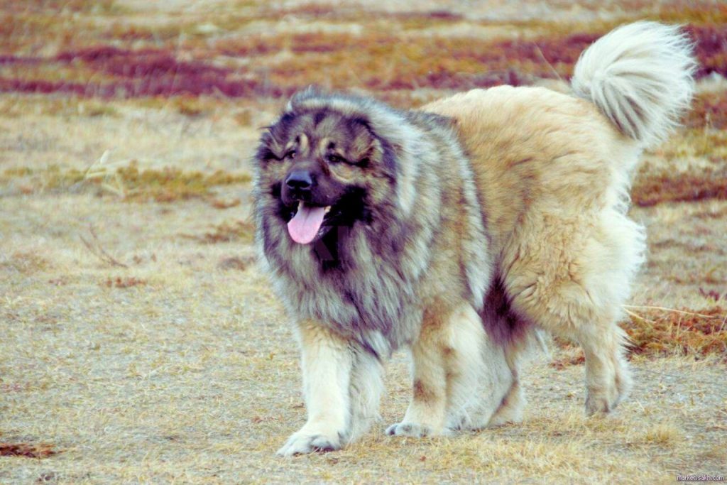 Caucasian Shepherd Dog walking in a grassy field, showing its thick coat, strong build, and protective nature.