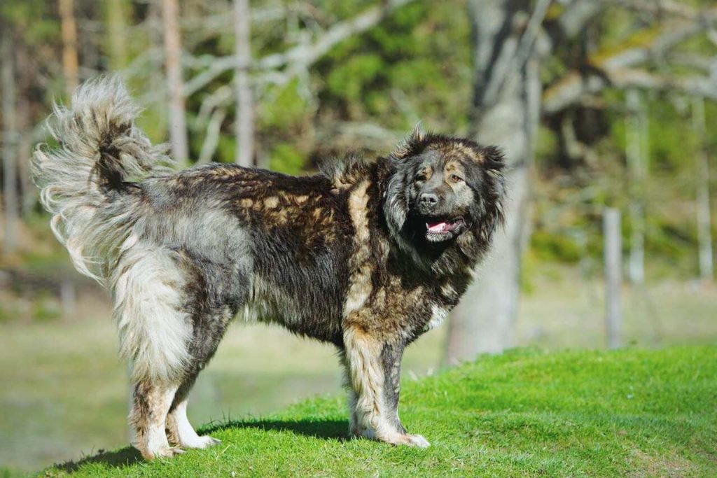 A fluffy brown and grey Caucasian Shepherd Dog stands proudly on a grassy hill in sunlight, looking strong and alert.