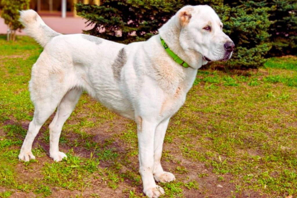 Large white Central Asian Shepherd Dog with a thick coat and green collar standing on grass in a natural setting.
