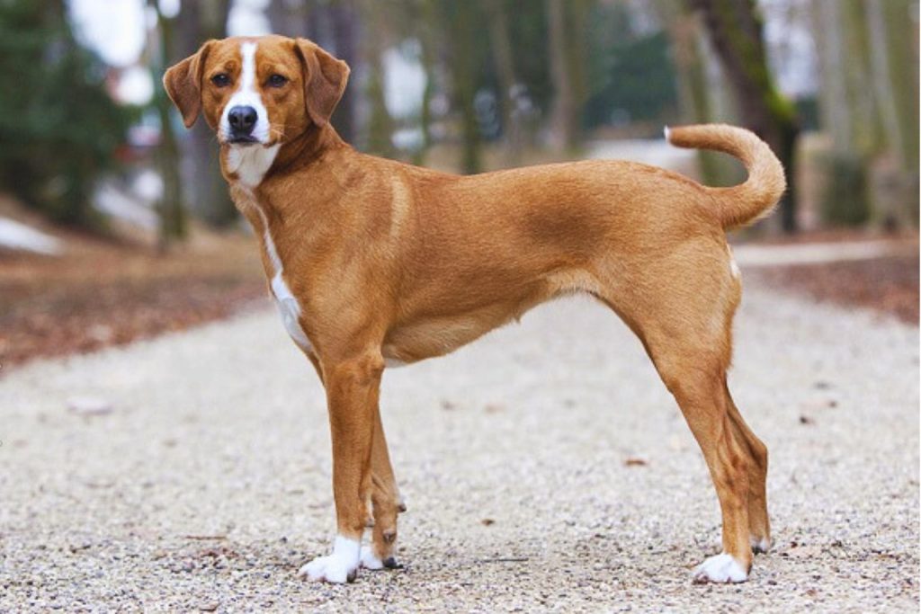 Austrian Pinscher dog with smooth reddish-brown coat and white chest patch stands alert on gravel path with wooded background

