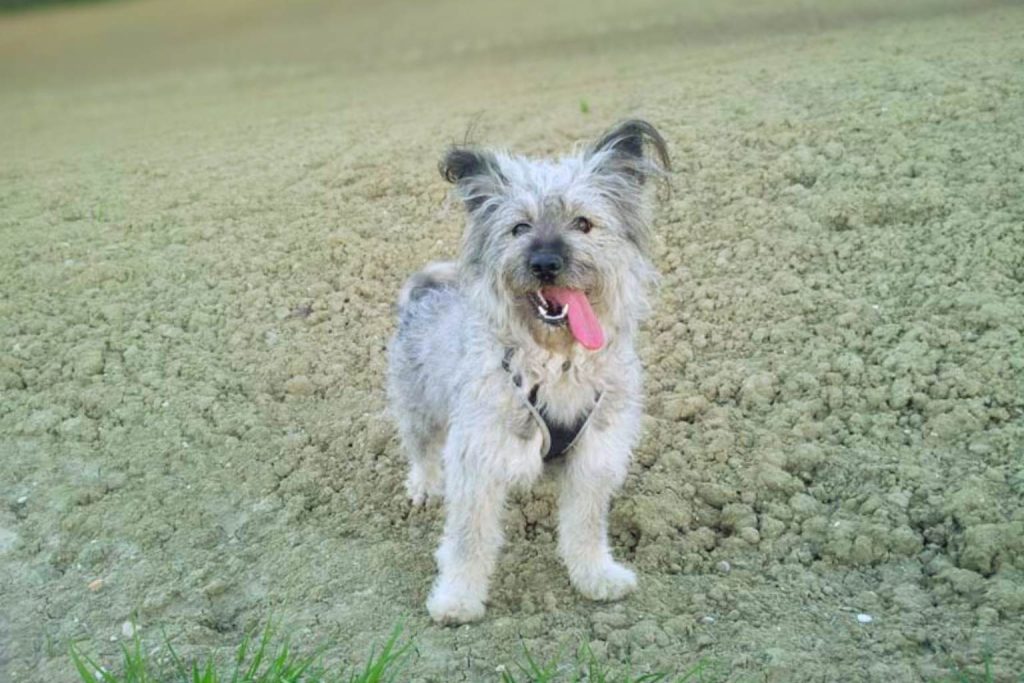 Energetic Cane Paratore Dog, scruffy gray and white, panting on a sunny dirt hill with a black harness.
