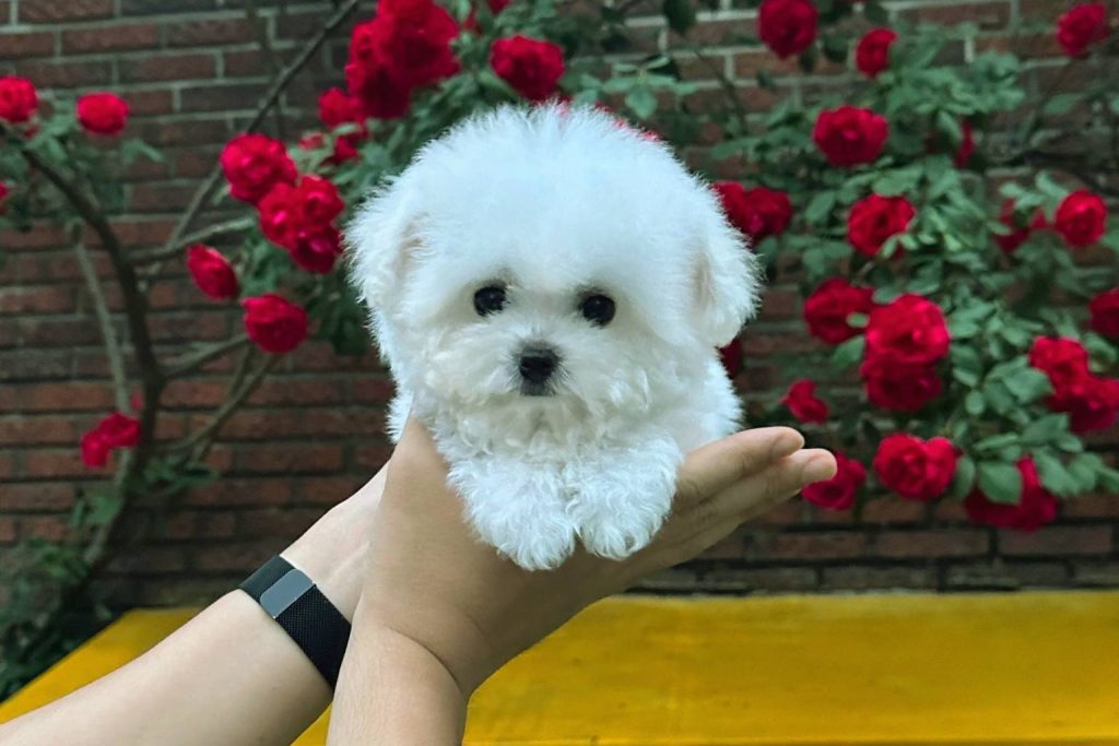 Small Bichon Frise Dog puppy with fluffy white fur held in hands, red roses and brick wall in blurred background