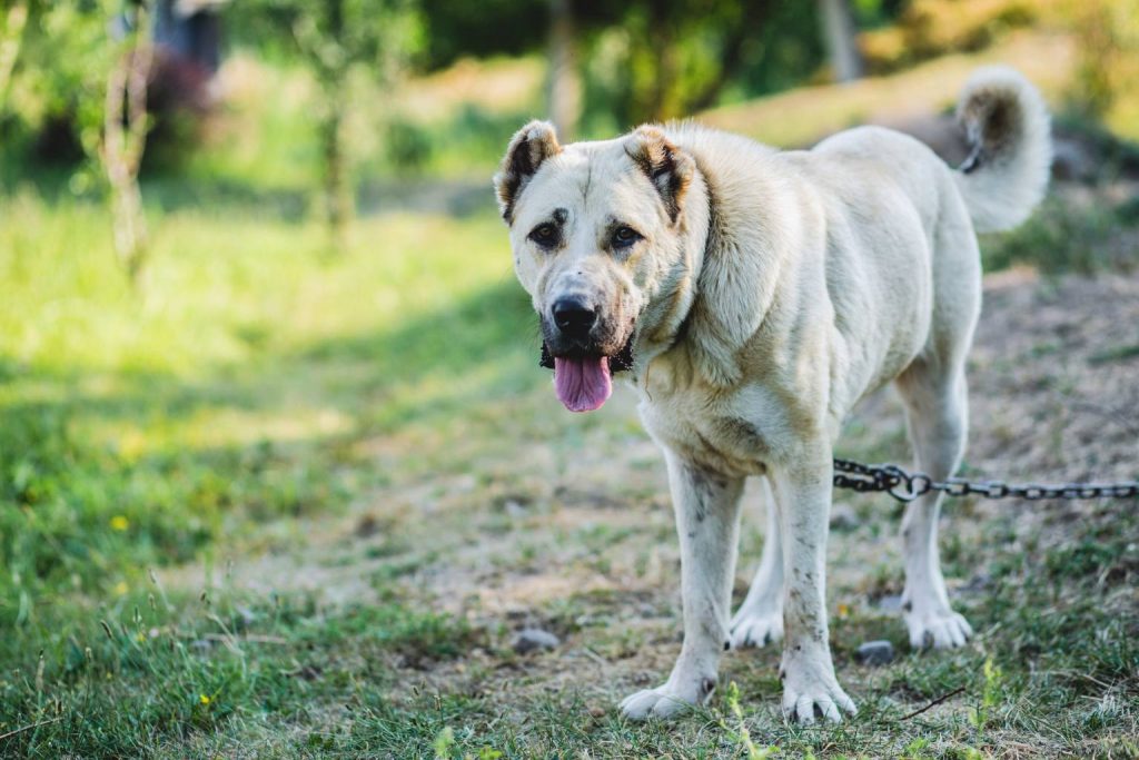 Large beige Armenian Gampr Dog with thick tail and pink tongue stands on dirt and grass outdoors