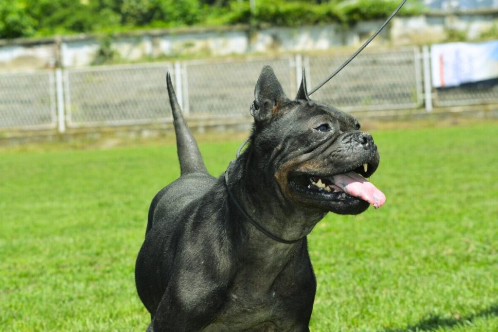Muscular black Chongqing Dog with cropped ears and tail stands alert on vibrant green lawn on sunny day with light fence behind.