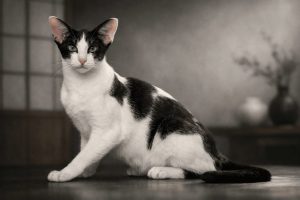 Black and white Oriental Bicolor Cat sitting on floor with pale green eyes and pointed ears against blurred gray background.
