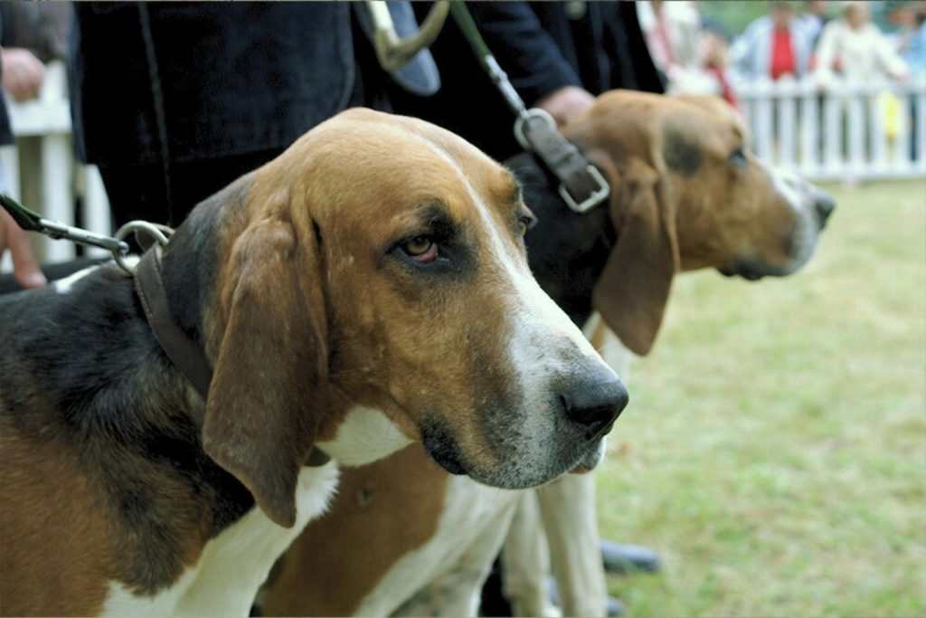 Two brown and white Chien Français Tricolore Dogs standing on grass near a fence, focusing on the foreground dog.