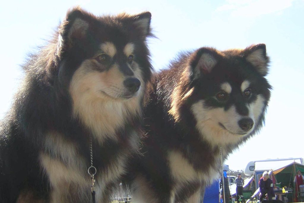 Two fluffy black and tan Finnish Lapphund dogs posing outdoors with thick fur and white markings under a bright sky.