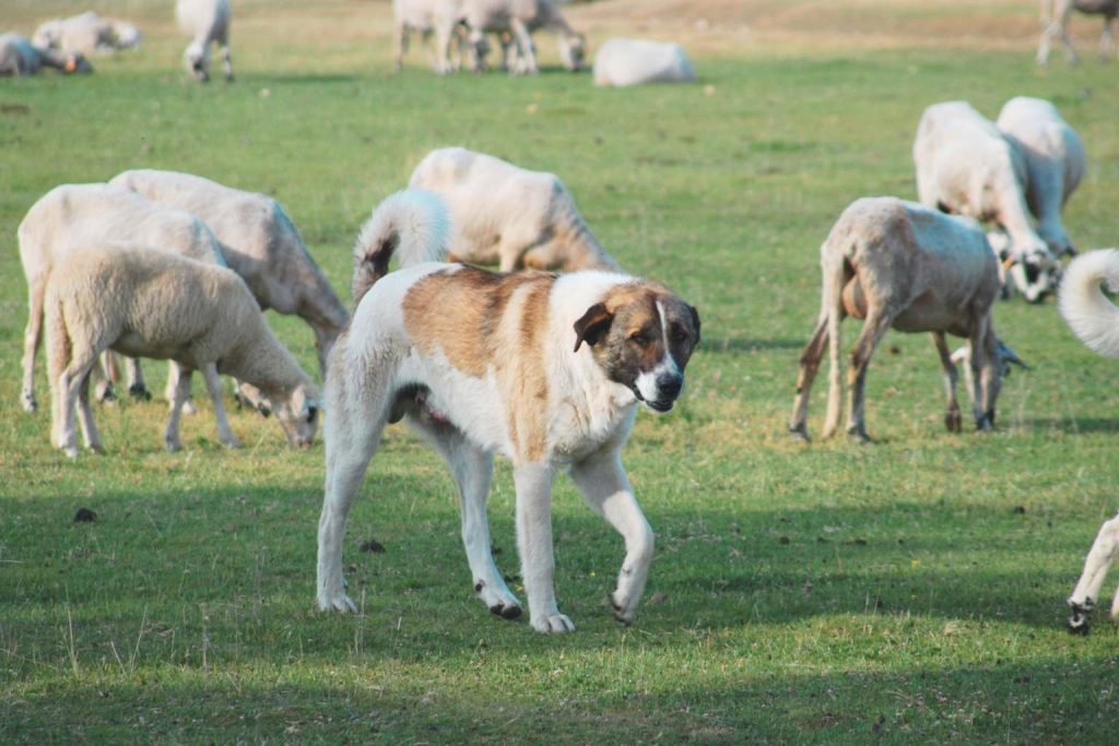 White and brown Cão de Gado Transmontano Dog standing alertly in a sunny, green field amongst grazing sheep.