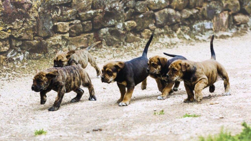 Brindle Alano Español puppies run playfully on a beige gravel path near a stone wall.


