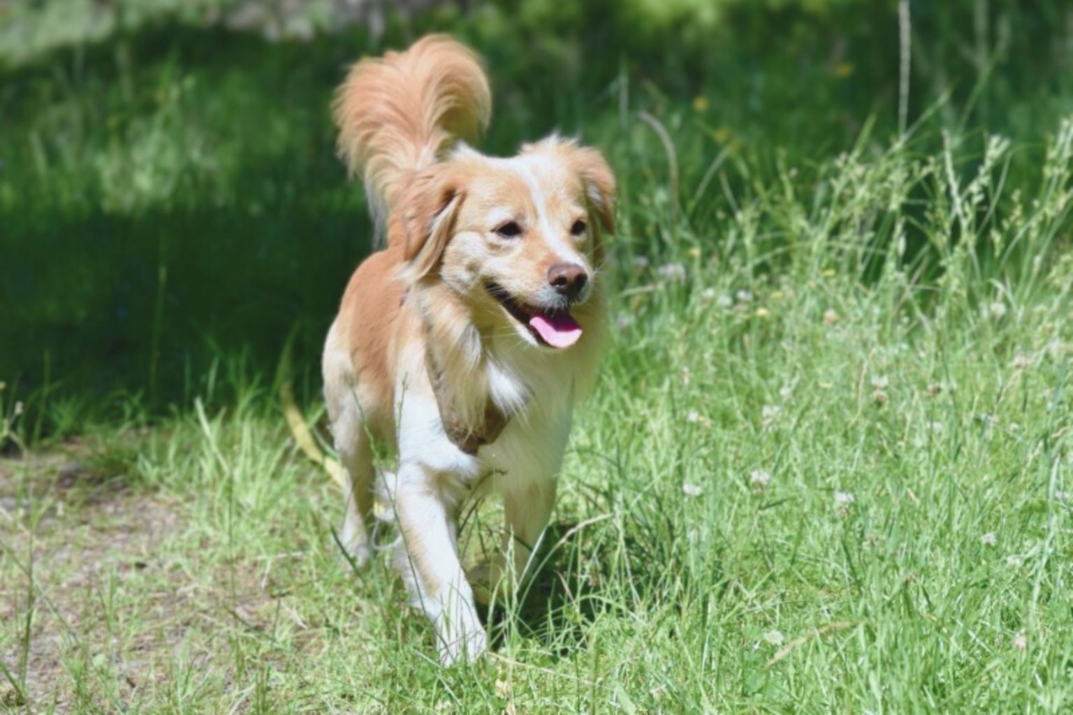 Alopekis dog with floppy ears and tan-white coat running playfully through green grass
