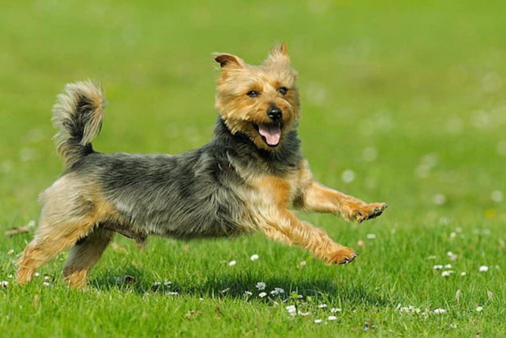 Playful Australian Terrier Dog leaps across green grass dotted with white flowers on a sunny day outdoors

