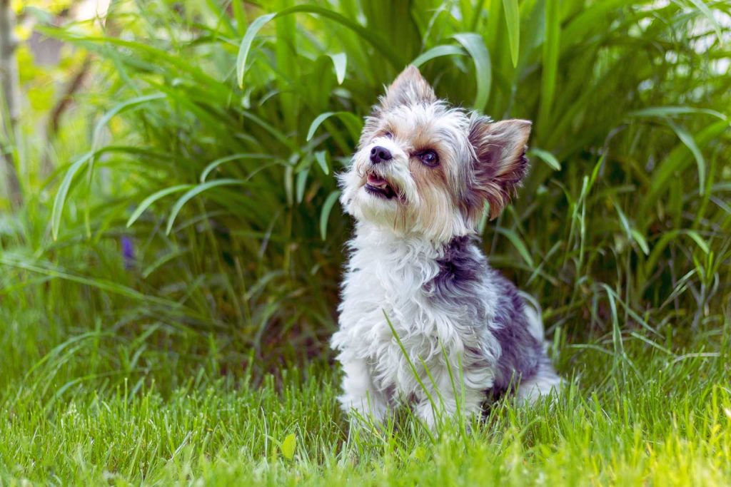 Fluffy Biewer Terrier Dog with white, gray, and black fur perches in tall green grass, ears perked, looking curious and alert