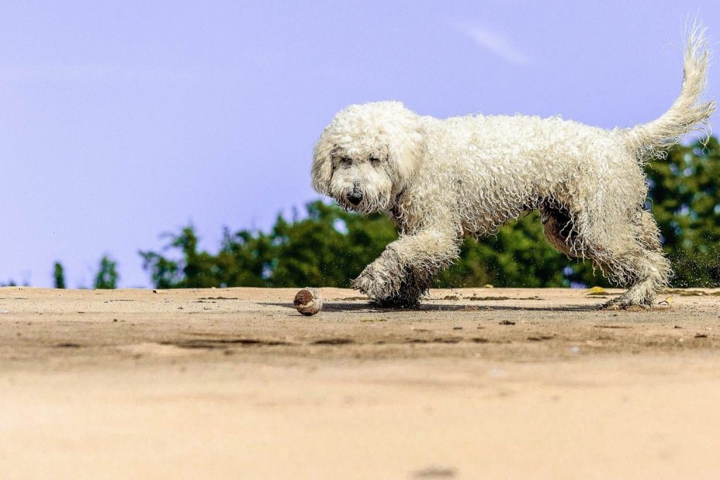 Energetic white, curly-haired Cantabrian Water Dog chasing a brown ball on a sandy surface near trees.