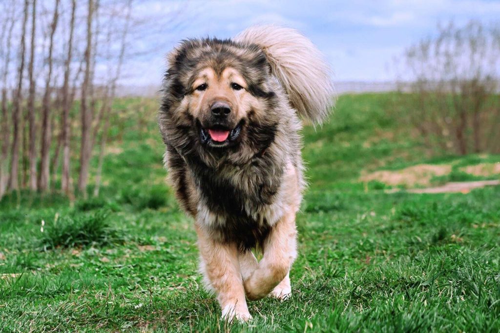 A fluffy Caucasian Shepherd Dog runs joyfully through a grassy field, its tongue out and tail curled under a clear blue sky.