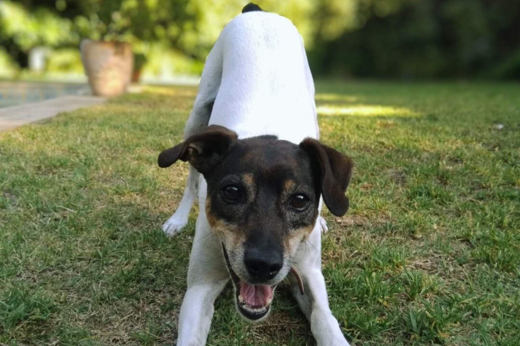 Chilean Terrier dog with black, tan, and white coat in a playful bow on lush green lawn, with expressive eyes and floppy ears.