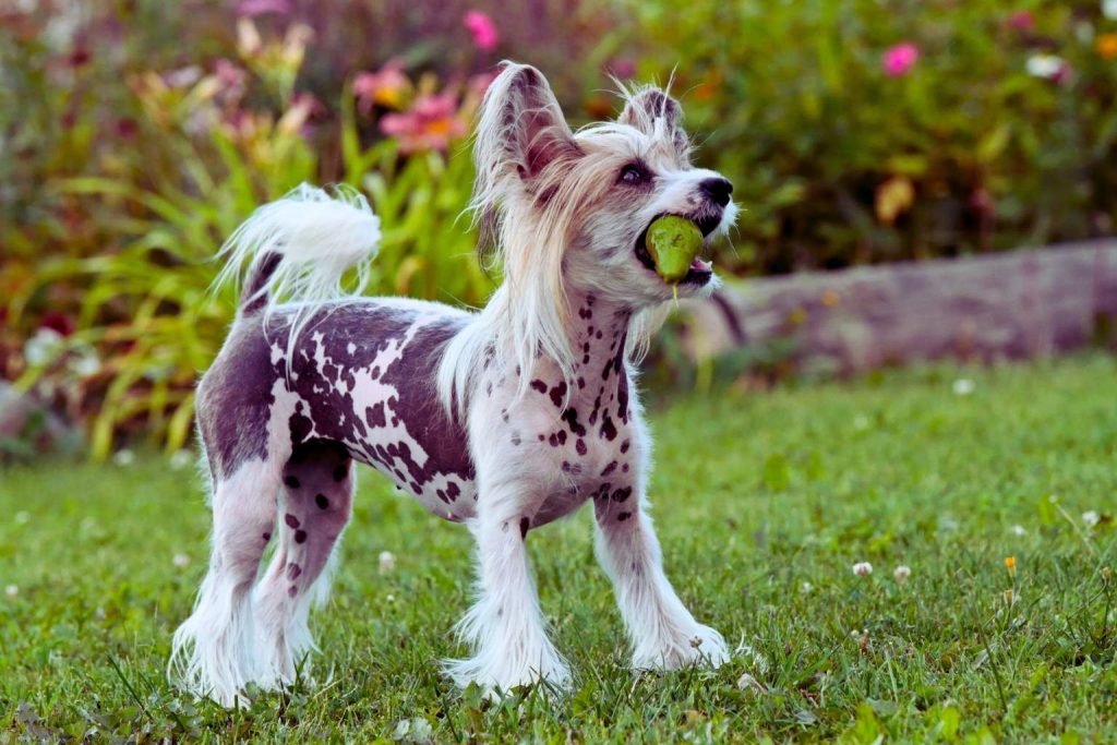 Chinese Crested dog with dark and white spotted skin and long white hair holding tennis ball on lush green lawn.