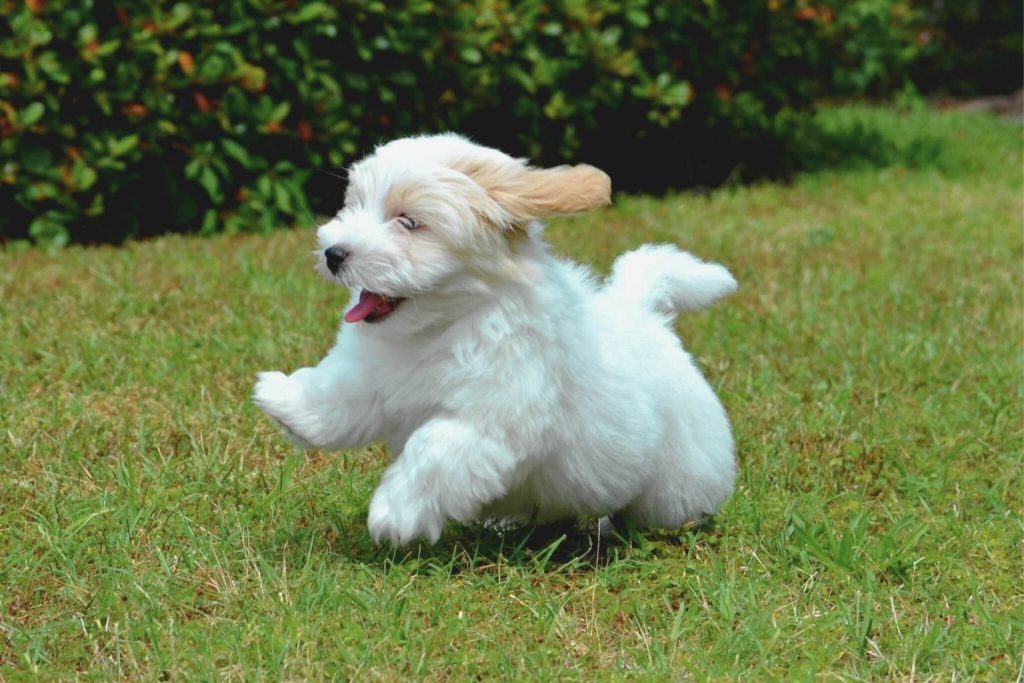Small white Coton de Tulear puppy with fluffy coat and floppy ears playing in a green grassy yard.