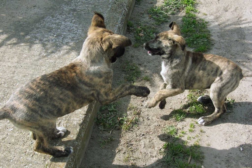 Two brindle Dogo Sardesco dogs playfully interacting outdoors on a sunny dirt and concrete surface.
