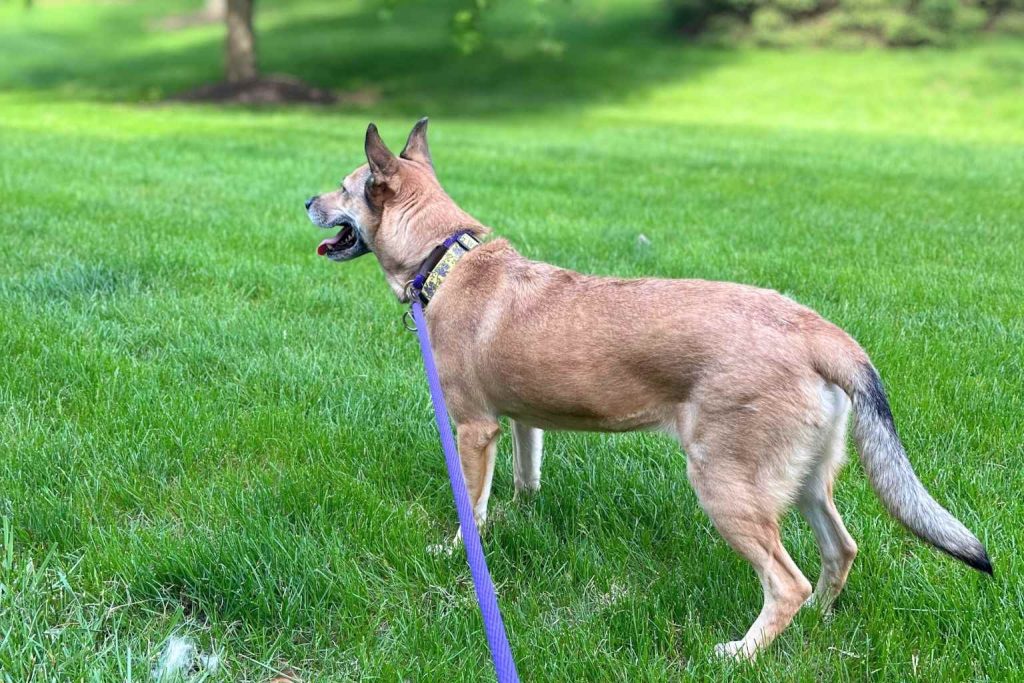 Energetic tan Carolina Dog with a floral collar and purple leash, standing in a green field, mouth open.
