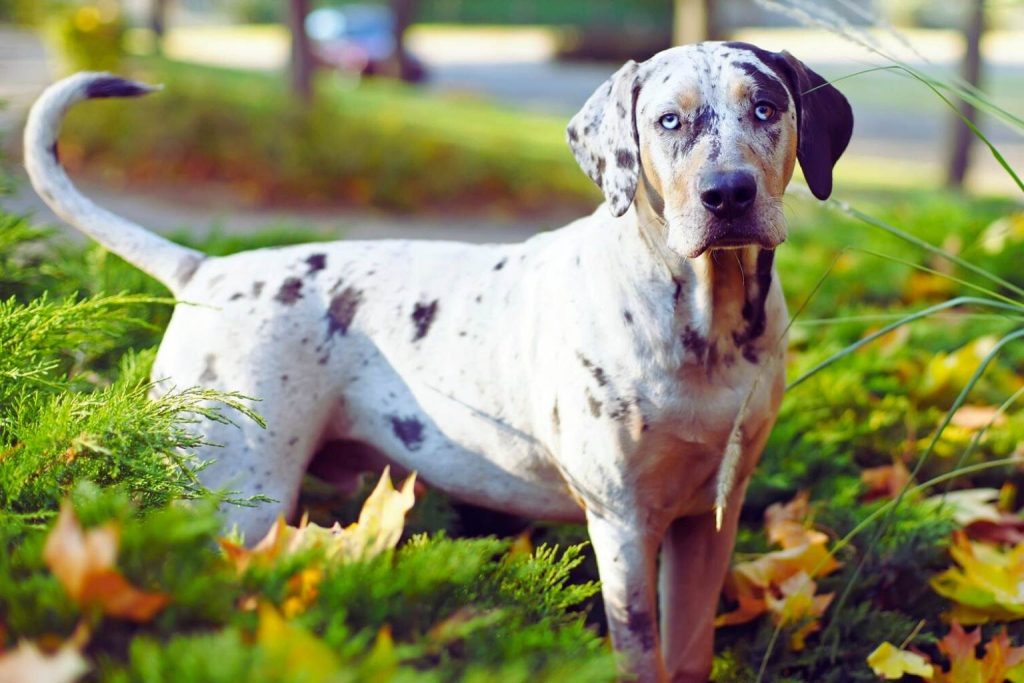 White and black spotted Catahoula Leopard Dog with striking blue eyes standing in an autumn-colored grassy field.