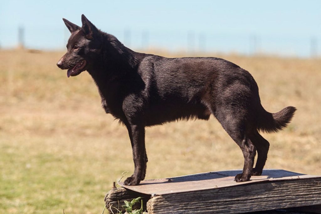 Black Australian Kelpie Dog stands on dark wooden platform, tongue slightly out, in front of a tall grass field under blue sky