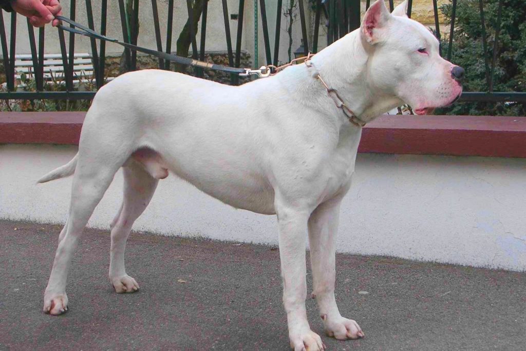 White Dogo Argentino dog standing on asphalt with chain collar, alert posture, and muscular build.