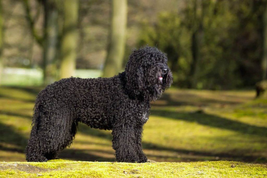 Black Barbet Dog with dense curly coat stands in profile on green mossy grass with blurred trees in sunny park background