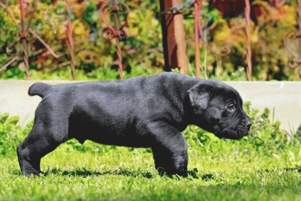 Young black Boerboel puppy stands in grassy area, short smooth coat, looking slightly right, blurred foliage and concrete behind
