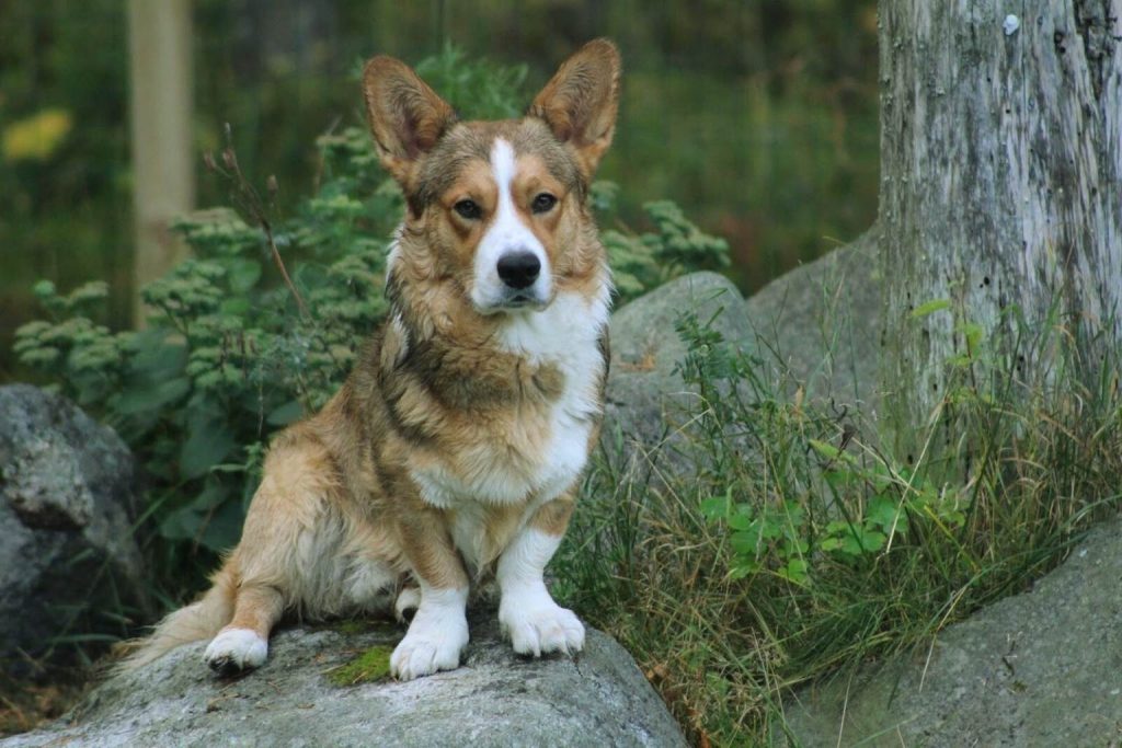 Alert brown, tan, and white Cardigan Welsh Corgi sitting proudly on a large rock amidst lush green foliage outdoors.