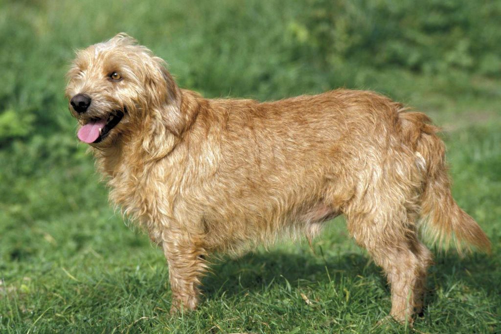 Basset Fauve de Bretagne Dog with reddish-tan rough coat stands in green grass, mouth slightly open under daylight outdoors