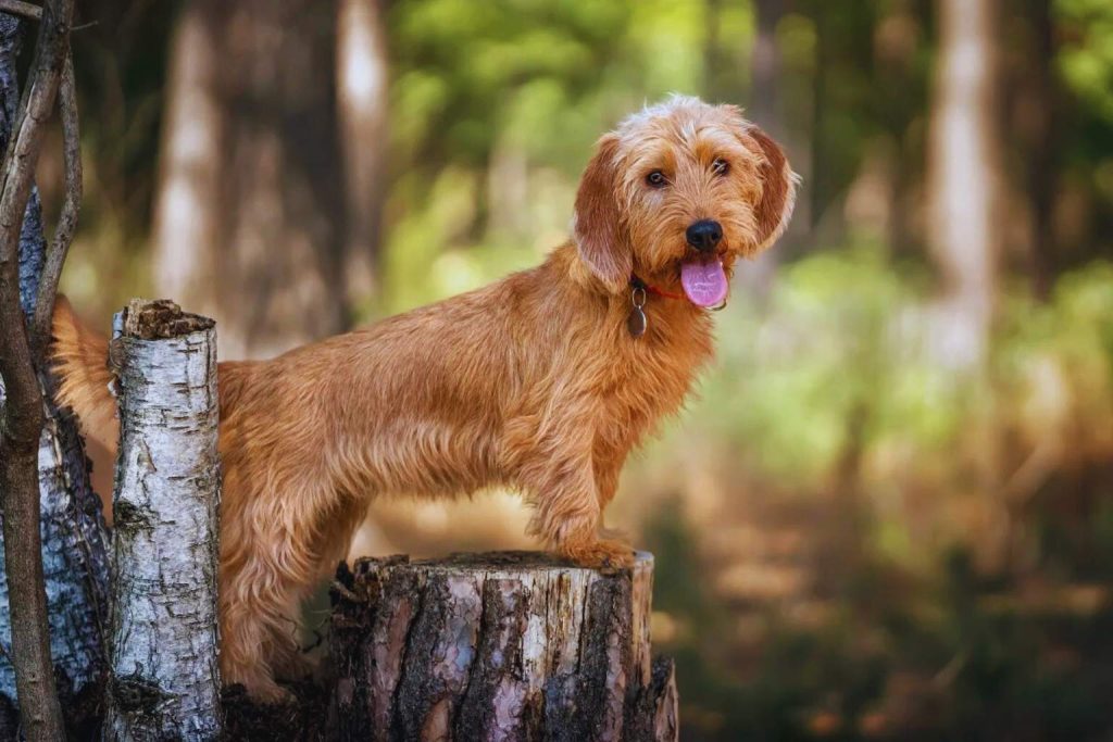Basset Fauve de Bretagne Dog with reddish-brown fur stands on a weathered tree stump in a green forest under natural sunlight