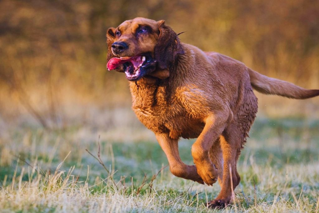Reddish-brown Bloodhound runs across dried grass field, muddy fur, tongue out, warm sunlight, blurred natural outdoor background
