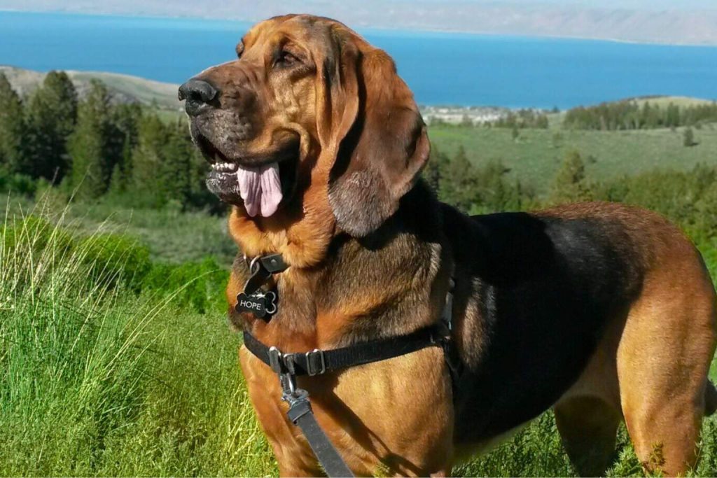 Bloodhound with reddish-brown coat and black markings stands in grassy field with blue water and hills in the distance on sunny day outdoors