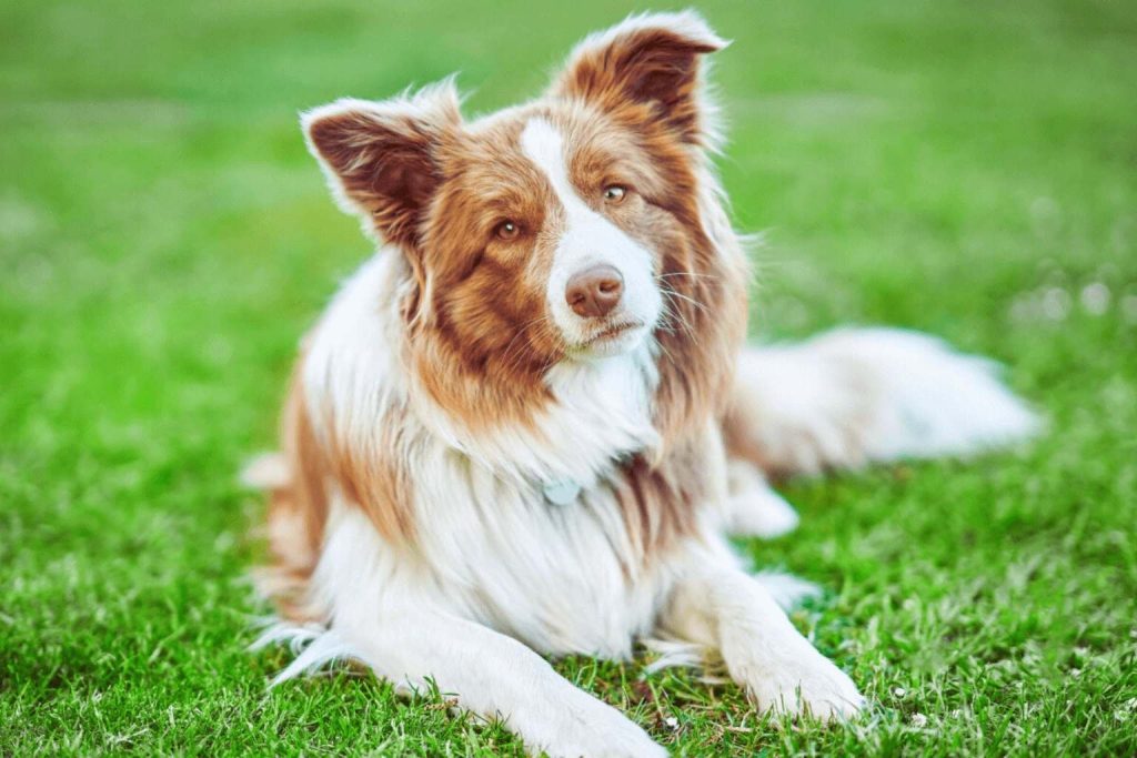 Reddish-brown and white Border Collie Dog lies on vibrant green grass, teal collar visible, ears erect, looking toward the camera