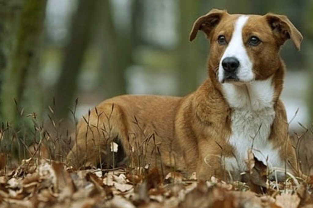 Austrian Pinscher dog lies alert in autumn leaves, reddish-brown fur with white chest, blurred forest background

