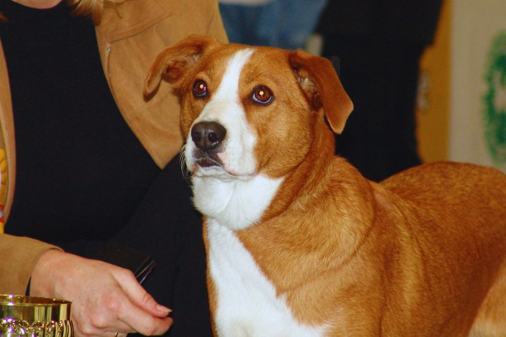 Reddish-brown Austrian Pinscher dog with white chest and erect ears gazes forward indoors near person and trophy

