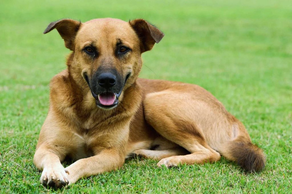 Africanis dog lying on green grass with open mouth and pink tongue, facing the camera