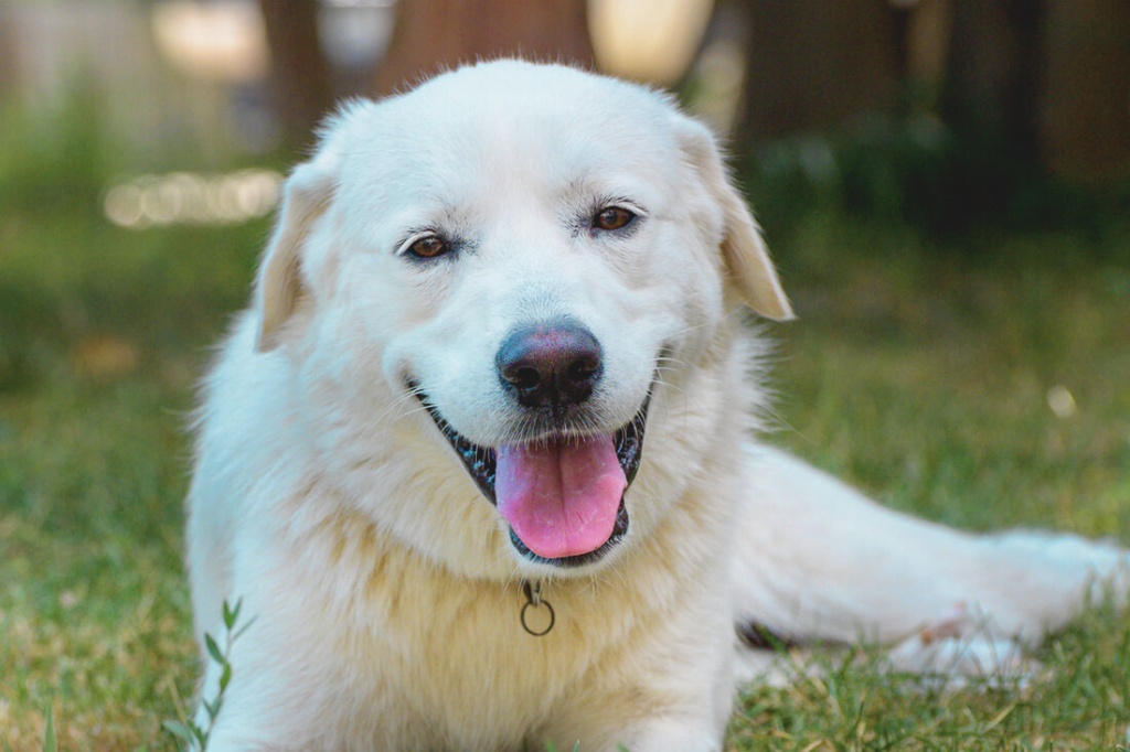 Close-up of a white Akbash dog lying on grass with floppy ears and an open mouth showing a pink tongue

