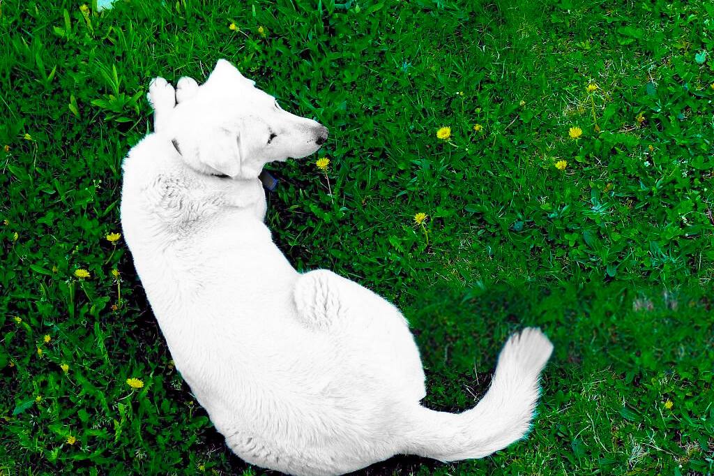 High-angle close-up of an Akbash dog lying in green grass with dandelions.

