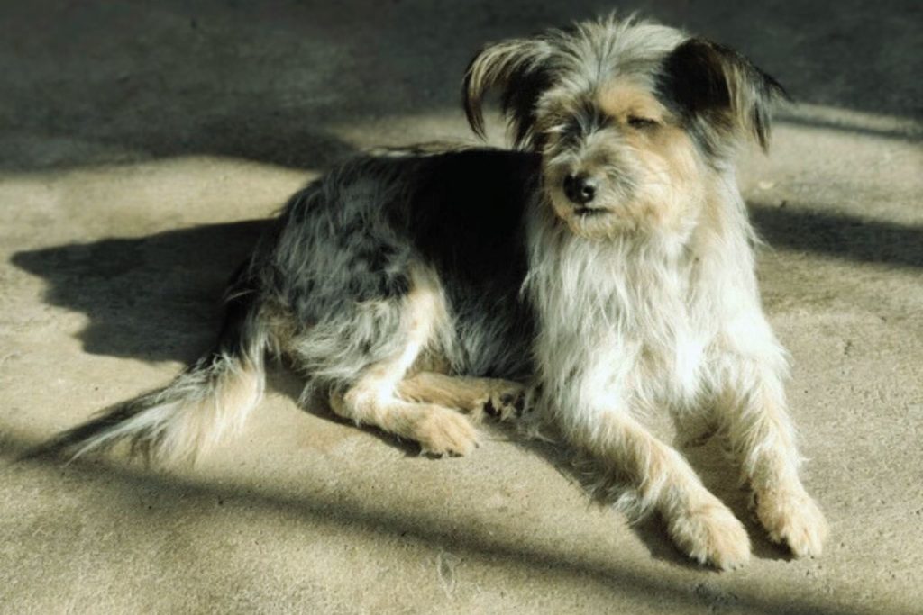 Armant Dog with mottled shaggy fur lies on sunlit beige concrete near grass and scattered leaves, trees in background
