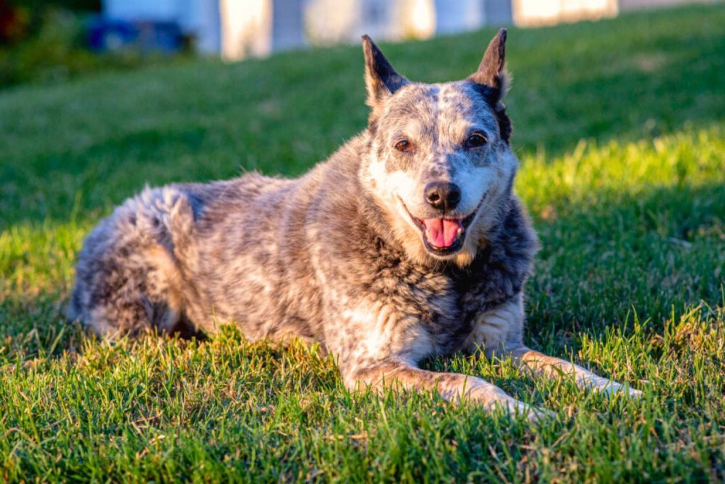 Australian Stumpy Tail Cattle Dog lies on green grass, ears up, mouth open, with soft evening sunlight in the background

