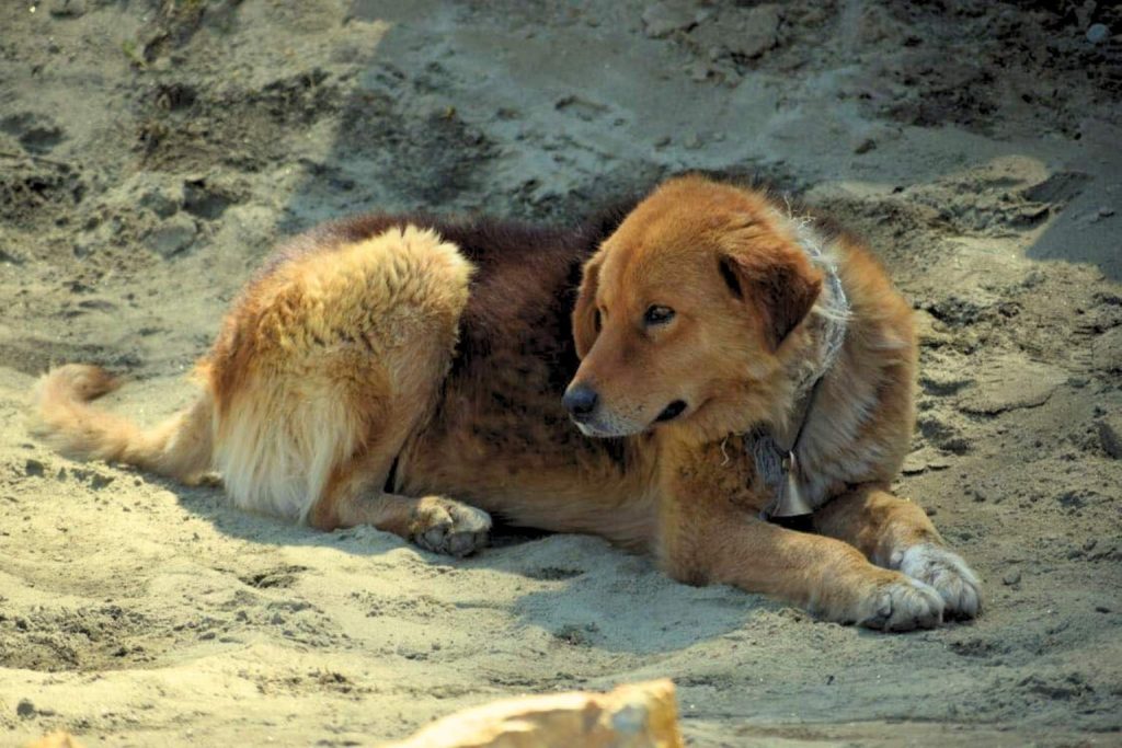 Bakharwal Dog with thick reddish-brown coat lies relaxed on sandy ground, wearing a dark collar with a small bell attached