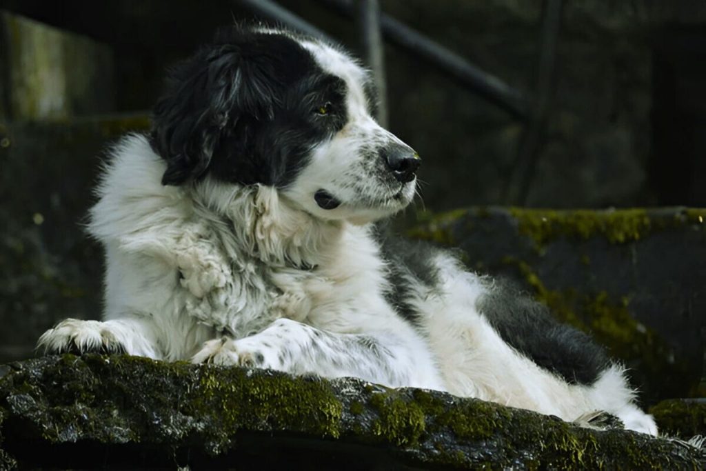 Bakharwal Dog with thick black and white fur rests on mossy stone, head turned slightly right, subdued lighting scene outdoors