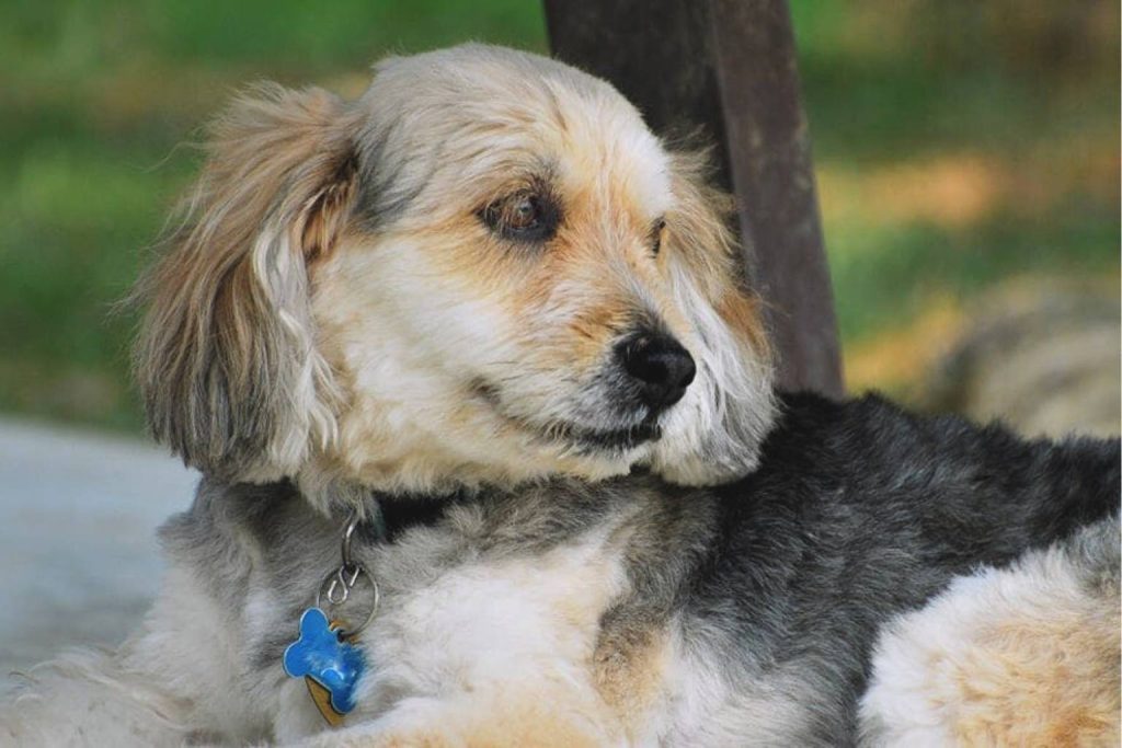 Medium-shot Barak Hound dog with light brown, gray, and tan fur, dark collar, blue bone tag, outdoors on blurred green background
