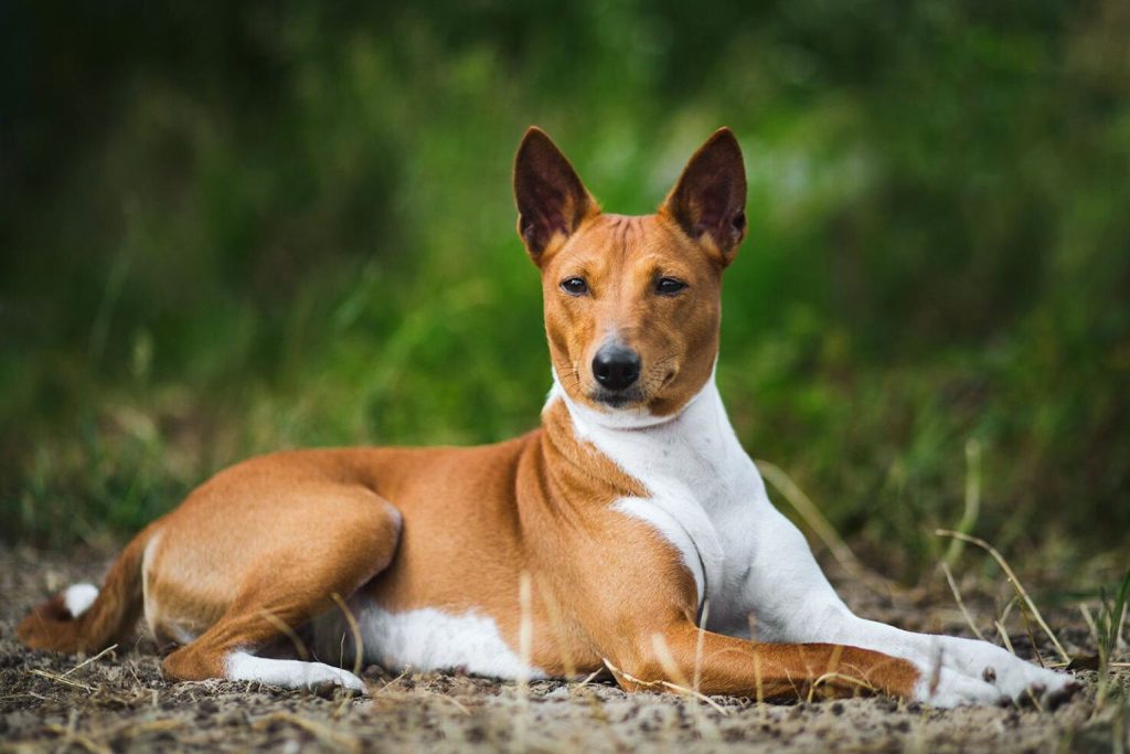 Basenji dog with tan and white coat lying on earthy ground, ears perked, alert eyes, green foliage blurred in background view