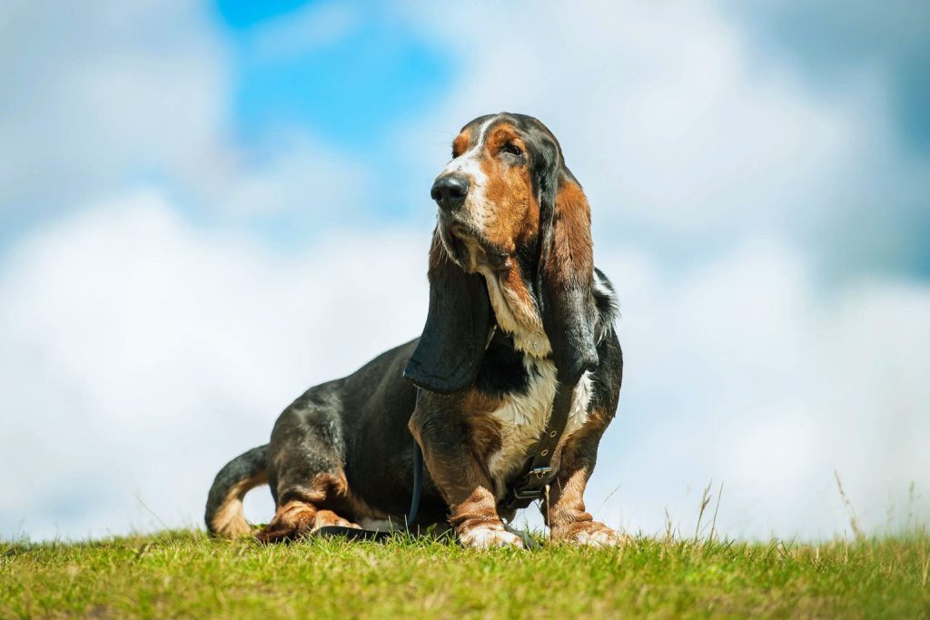 Basset Hound with black, brown, and tan fur sits on grassy hilltop, long floppy ears, looking upward under partly cloudy sky