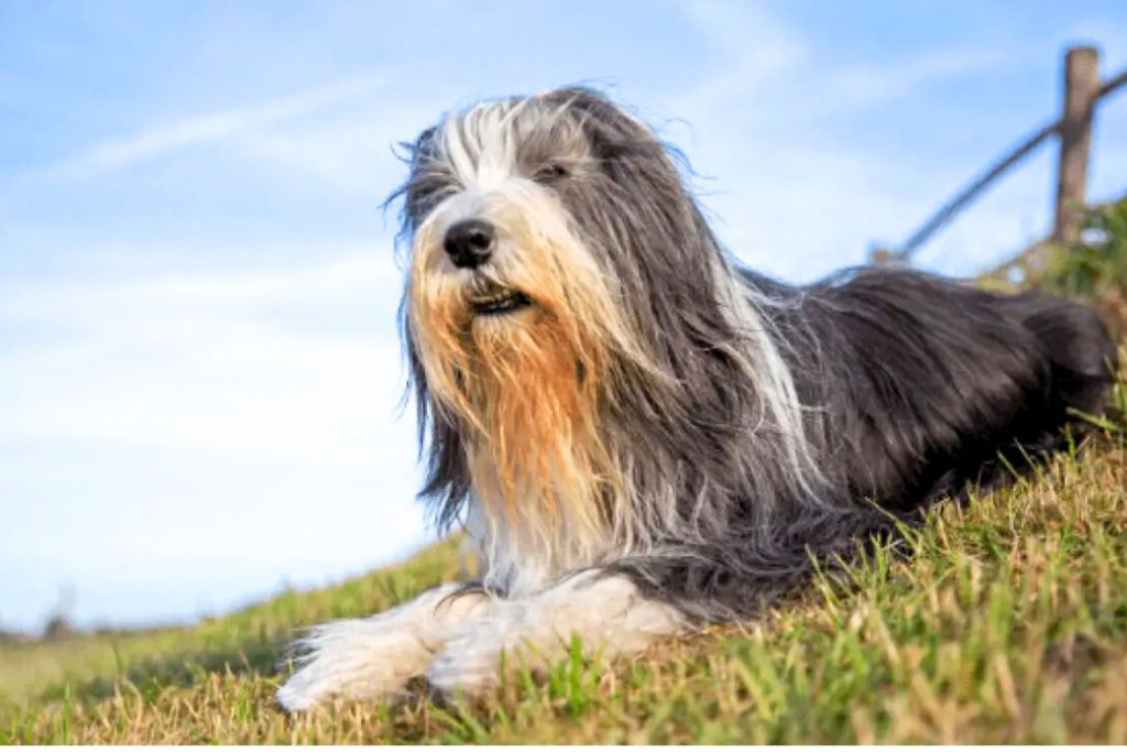 Bearded Collie Dog with long gray, black, and tan coat rests on grassy incline under sunny blue sky with scattered clouds