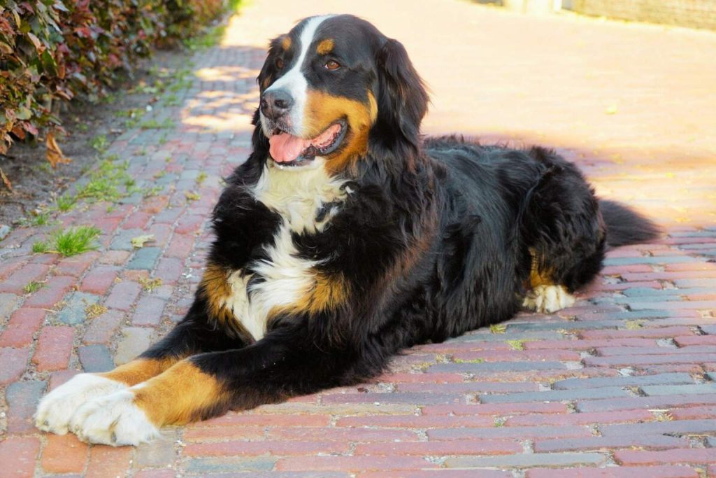 Bernese Mountain Dog with black and tan fur lies on reddish-brown brick pathway near green and red-leaved shrubs