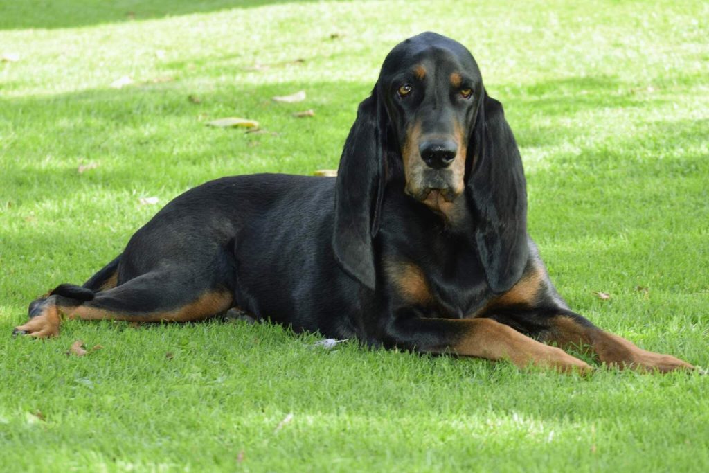 Black and Tan Coonhound lies on green grass, smooth glossy black coat with tan markings, floppy ears, calm outdoor setting under sunlight